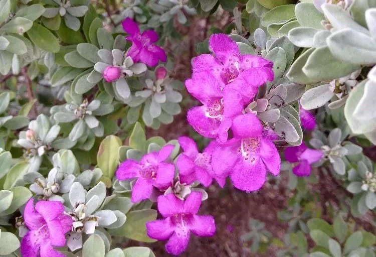Texas Sage Live Plants (Leucophyllum frutescens) - Pack of 2, 5-9" Tall, Outdoor Drought Tolerant Shrub - Image 4
