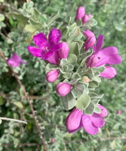 Texas Sage Live Plants (Leucophyllum frutescens) - Pack of 2, 5-9