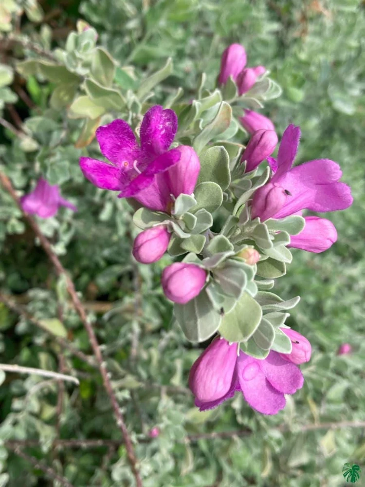 Texas Sage Live Plants (Leucophyllum frutescens) - Pack of 2, 5-9" Tall, Outdoor Drought Tolerant Shrub - Image 5