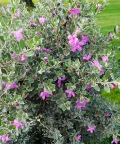 Texas Sage Live Plants (Leucophyllum frutescens) - Pack of 2, 5-9