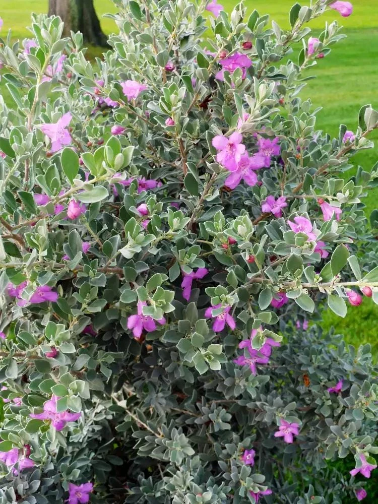 Texas Sage Live Plants (Leucophyllum frutescens) - Pack of 2, 5-9" Tall, Outdoor Drought Tolerant Shrub - Image 6