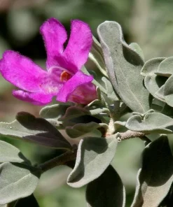 Texas Sage Live Plants (Leucophyllum frutescens) - Pack of 2, 5-9