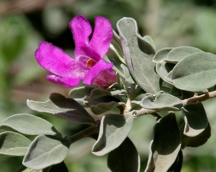Texas Sage Live Plants (Leucophyllum frutescens) - Pack of 2, 5-9" Tall, Outdoor Drought Tolerant Shrub - Image 7
