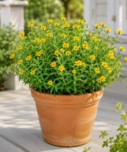 Texas Tarragon Live Plants, Set of 2, 4-6 Inch Tall, Yellow Flowers, Fragrant Herb - Image 2
