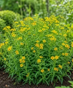 Texas Tarragon Live Plants, Set of 2, 4-6 Inch Tall, Yellow Flowers, Fragrant Herb - Image 3
