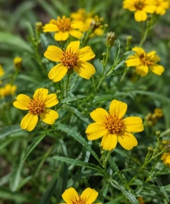 Texas Tarragon Live Plants, Set of 2, 4-6 Inch Tall, Yellow Flowers, Fragrant Herb - Image 4