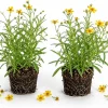 Texas Tarragon Live Plants, Set of 2, 4-6 Inch Tall, Yellow Flowers, Fragrant Herb - Image 1