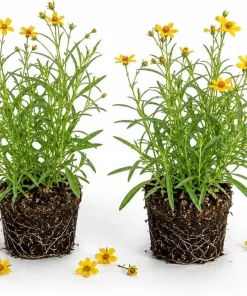 Texas Tarragon Live Plants, Set of 2, 4-6 Inch Tall, Yellow Flowers, Fragrant Herb - Image 1