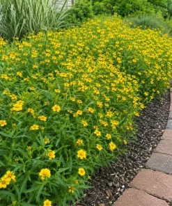 Texas Tarragon Live Plants - Set of 4, 4-6 Inch Tall, Fragrant Herb for Outdoor - Image 2