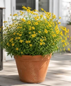 Texas Tarragon Live Plants - Set of 4, 4-6 Inch Tall, Fragrant Herb for Outdoor - Image 5