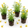 Texas Tarragon Live Plants - Set of 4, 4-6 Inch Tall, Fragrant Herb for Outdoor - Image 1