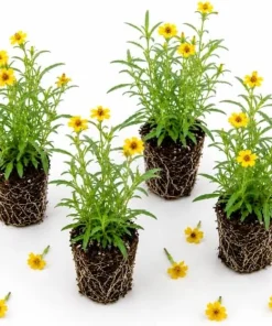 Texas Tarragon Live Plants - Set of 4, 4-6 Inch Tall, Fragrant Herb for Outdoor - Image 1