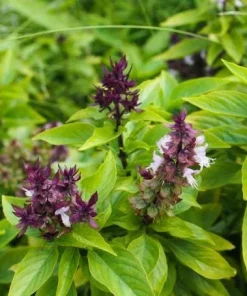 Thai Basil Live Plants, Set of 2, 3-5 Inch Tall in 4 Inch Pot - Fragrant Asian Culinary Herb - Image 2