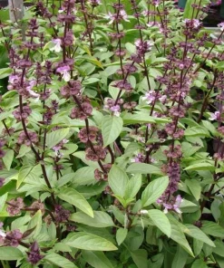 Thai Basil Live Plants, Set of 2, 3-5 Inch Tall in 4 Inch Pot - Fragrant Asian Culinary Herb - Image 3
