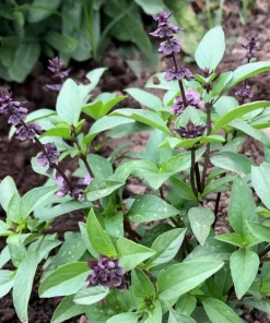 Thai Basil Live Plants, Set of 2, 3-5 Inch Tall in 4 Inch Pot - Fragrant Asian Culinary Herb - Image 4
