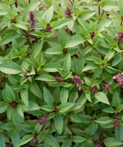 Thai Basil Live Plants, Set of 2, 3-5 Inch Tall in 4 Inch Pot - Fragrant Asian Culinary Herb - Image 5