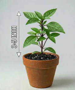 Thai Basil Live Plants, Set of 2, 3-5 Inch Tall in 4 Inch Pot - Fragrant Asian Culinary Herb - Image 6