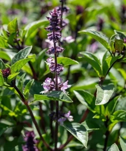 Thai Basil Live Plants, Set of 2, 3-5 Inch Tall in 4 Inch Pot - Fragrant Asian Culinary Herb - Image 7