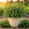 Thai Basil Live Plants, Set of 2, 3-5 Inch Tall in 4 Inch Pot - Fragrant Asian Culinary Herb - Image 1