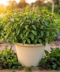 Thai Basil Live Plants, Set of 2, 3-5 Inch Tall in 4 Inch Pot - Fragrant Asian Culinary Herb - Image 1