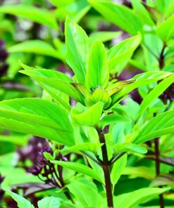 Thai Basil Seeds - Heirloom Aromatic Culinary Herb, 250 Seed Packet, for Culinary Gardens - Image 3