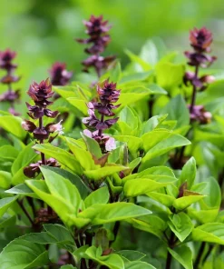 Thai Basil Seeds - Heirloom Aromatic Culinary Herb, 250 Seed Packet, for Culinary Gardens - Image 5