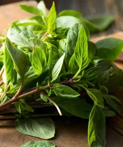 Thai Basil Seeds - Heirloom Aromatic Culinary Herb, 250 Seed Packet, for Culinary Gardens - Image 1