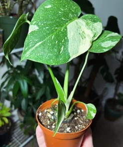 Thai Constellation Monstera Live Plant – High Variegation Potted Medium Size Houseplant - Image 2