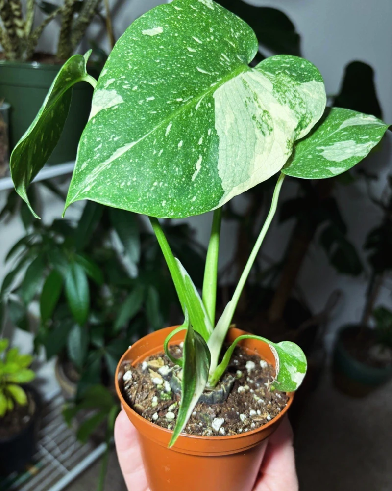 Thai Constellation Monstera Live Plant – High Variegation Potted Medium Size Houseplant - Image 2