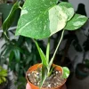 Thai Constellation Monstera Live Plant – High Variegation Potted Medium Size Houseplant - Image 1
