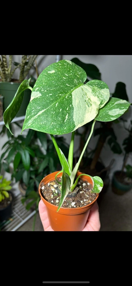 Thai Constellation Monstera Live Plant – High Variegation Potted Medium Size Houseplant - Image 1
