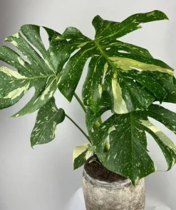 Thai Constellation Monstera Live Plant – Rare Variegated Indoor Plant 4-6 Inch Tall - Image 2