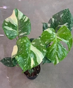 Thai Constellation Monstera Live Plant – Rare Variegated Indoor Plant 4-6 Inch Tall - Image 3