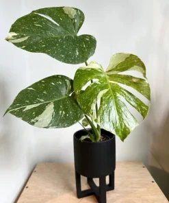 Thai Constellation Monstera Live Plant – Rare Variegated Indoor Plant 4-6 Inch Tall - Image 4
