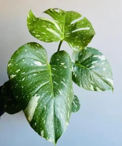 Thai Constellation Monstera Live Plant – Rare Variegated Indoor Plant 4-6 Inch Tall - Image 5