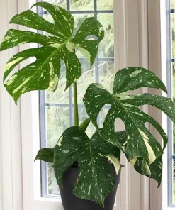 Thai Constellation Monstera Live Plant – Rare Variegated Indoor Plant 4-6 Inch Tall - Image 6
