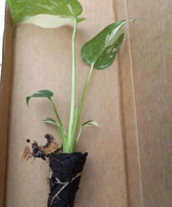 Thai Constellation Monstera Live Plant – Rare Variegated Indoor Plant 4-6 Inch Tall - Image 7