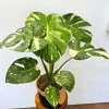 Thai Constellation Monstera Live Plant – Rare Variegated Indoor Plant 4-6 Inch Tall - Image 1