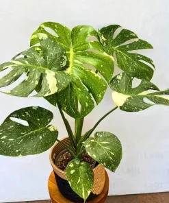 Thai Constellation Monstera Live Plant – Rare Variegated Indoor Plant 4-6 Inch Tall - Image 1