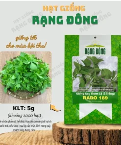 Thai Lemon Basil Seeds - 2000 Seeds for Planting Aromatic Herb - Image 2