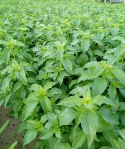 Thai Lemon Basil Seeds - 2000 Seeds for Planting Aromatic Herb - Image 3