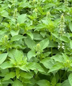 Thai Lemon Basil Seeds - 2000 Seeds for Planting Aromatic Herb - Image 4