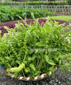 Thai Lemon Basil Seeds - 2000 Seeds for Planting Aromatic Herb - Image 5