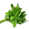 Thai Lemon Basil Seeds - 2000 Seeds for Planting Aromatic Herb - Image 1