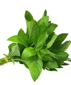 Thai Lemon Basil Seeds - 2000 Seeds for Planting Aromatic Herb - Image 1
