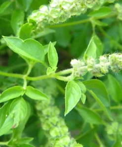 Thai Lemon Basil Seeds - 2000 Seeds for Planting Aromatic Herb - Image 6