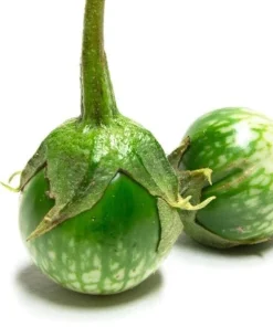 Thai Round Green Eggplant Seeds – Solanum Melongena – 100 Seeds for Planting - Image 1