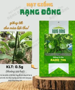 Thai Round Green Eggplant Seeds – Solanum Melongena – 100 Seeds for Planting - Image 2