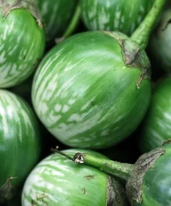 Thai Round Green Eggplant Seeds – Solanum Melongena – 100 Seeds for Planting - Image 3