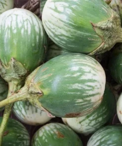 Thai Round Green Eggplant Seeds – Solanum Melongena – 100 Seeds for Planting - Image 4